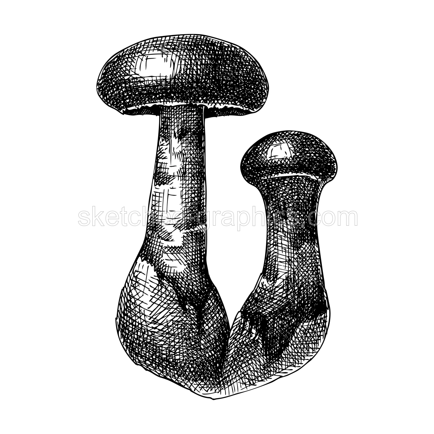 Violet webcap mushroom sketch. Hand-drawn deadly poisonous fungus illustration. Violet cort mushroom drawing isolated on white. Poisonous forest plants design element Illustration
